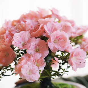 【嘉瑞】耐寒常绿 皋月杜鹃 好月 鹤翁 久留米贵妇人 盆栽苗