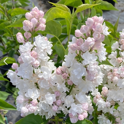 【嘉瑞】进口 新品 丁香淡黄樱草  灿烂烟花 莫斯科美人