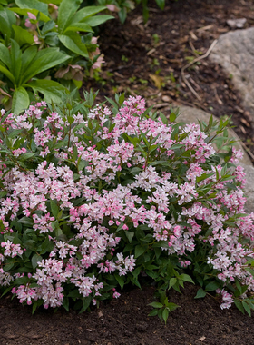 [嘉瑞]夏樱花溲疏“雪樱花” 丰花矮化品种盆栽苗