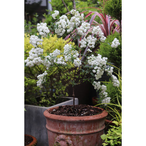 耐寒花量大宿根多年生草本