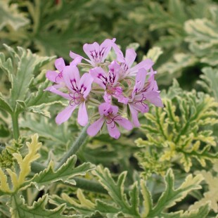 【嘉瑞】 芳香常绿 玫瑰芳香天竺葵 盆栽苗