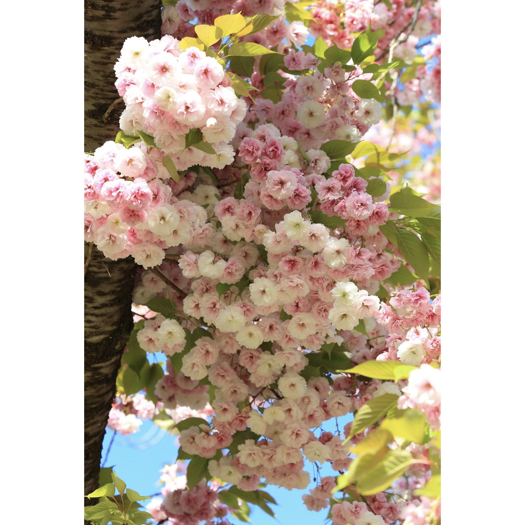 【嘉瑞】2025裸根 樱花  天之川 普贤象  小苗,鲜花速递/花卉仿真/绿植园艺,观叶 /花灌木,淘宝优惠券,粉丝福利购,淘宝优惠卷