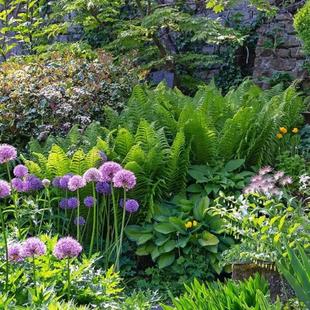 【嘉瑞】花园蕨类江南卷柏 东方荚果蕨 针毛蕨  盆栽苗