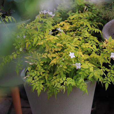 芳香芳香常绿盆栽苗多花素馨