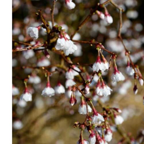 【嘉瑞】进口樱花     雲龍樱'湖上之舞'  盆栽苗