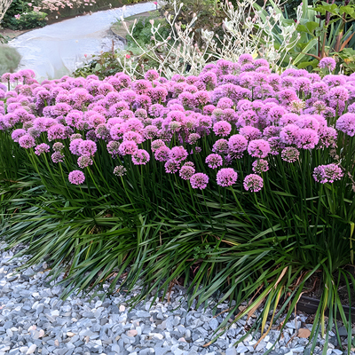 【嘉瑞】 耐寒多年生宿根 千禧小花葱 盆栽苗