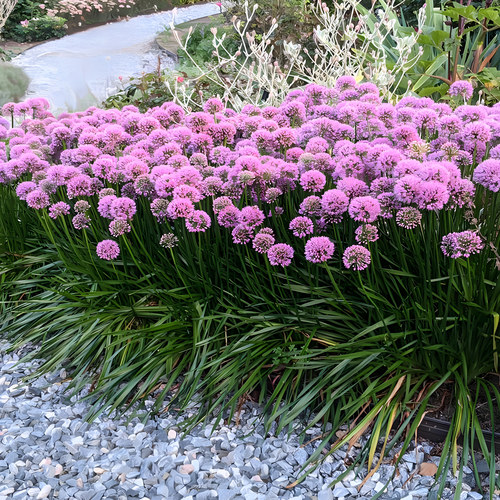 【嘉瑞】 耐寒多年生宿根 千禧小花葱 盆栽苗