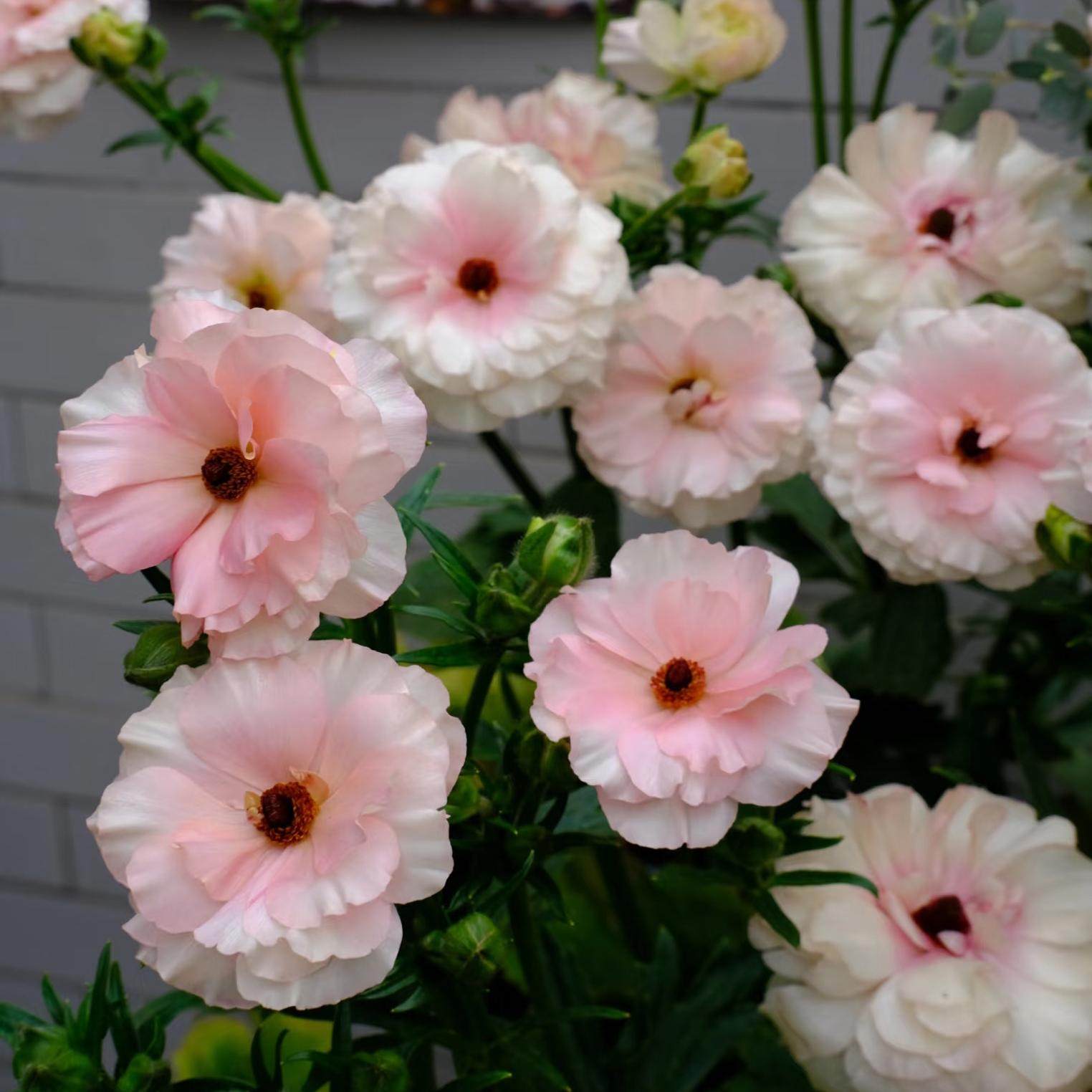 【嘉瑞】多年生球根 蝴蝶花毛茛 阿里丹 梦幻缥缈 盆栽苗,鲜花速递/花卉仿真/绿植园艺,绣球/木绣球/木本植物,淘宝优惠券,粉丝福利购,淘宝优惠卷