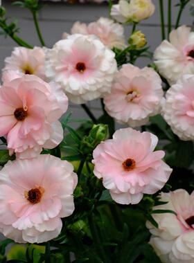 【嘉瑞】多年生球根 蝴蝶花毛茛 阿里丹 梦幻缥缈 盆栽苗