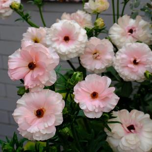 【嘉瑞】多年生球根 蝴蝶花毛茛 阿里丹 梦幻缥缈 盆栽苗