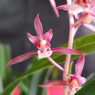 【嘉瑞】 兰花室内芳香 国兰 墨兰 黄金蕊蝶 彩虹