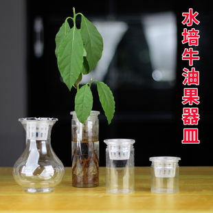 水培牛油果塑料器皿适用榴莲菠萝蜜水果种子种球果核容器水养花盆