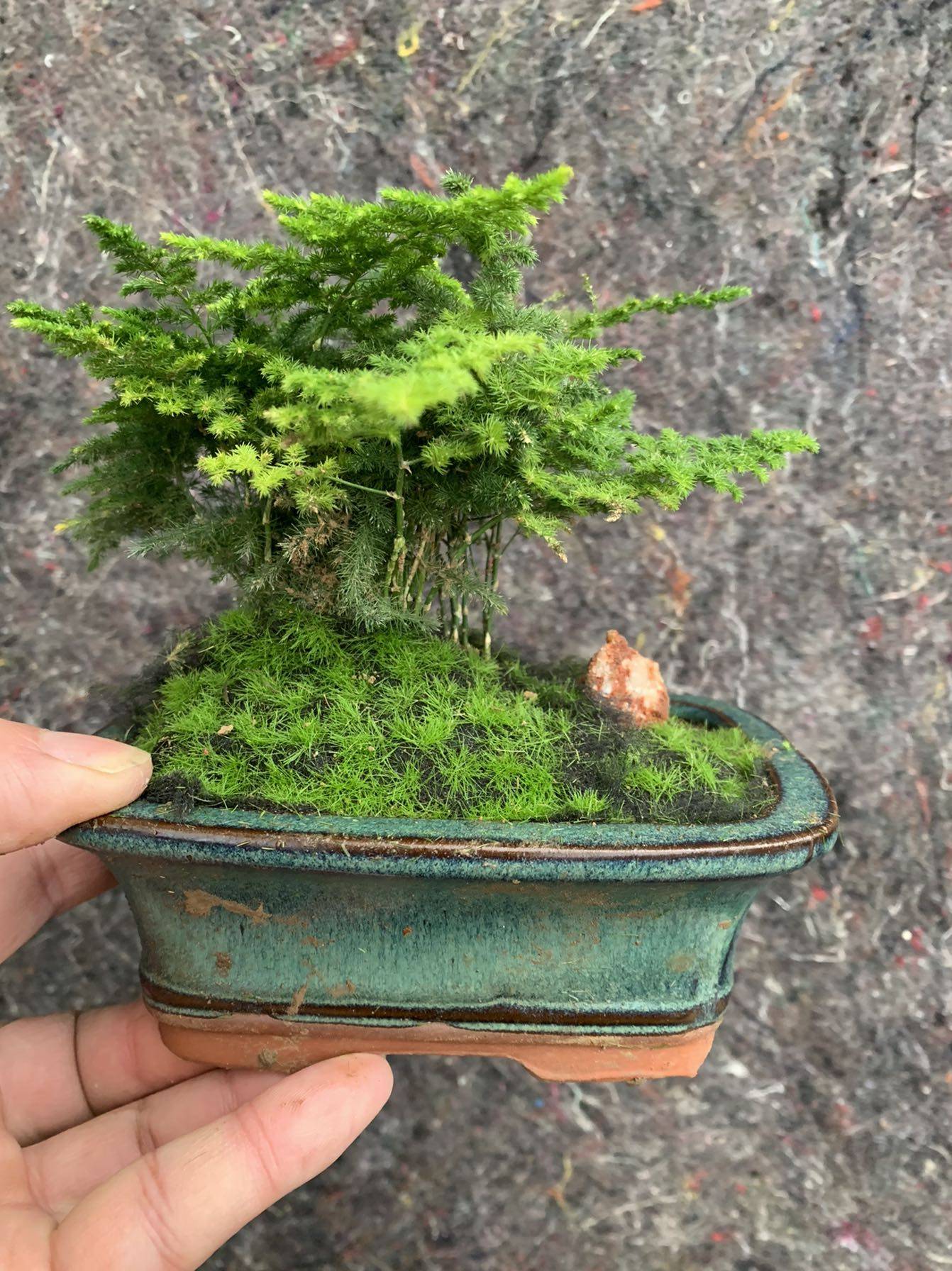 唐山云竹云片竹芦笋竹矮化松山草纹竹盆栽桌面办公假山造景小盆景