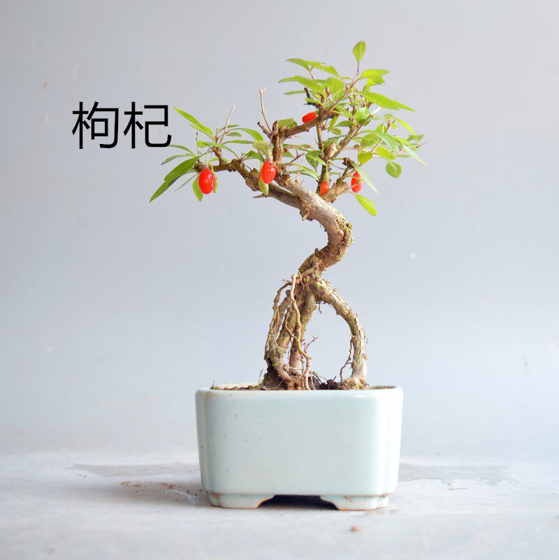 枸杞盆景耐寒树桩微型室内