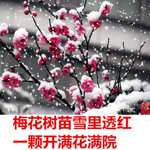 原生梅花树苗嫁接腊梅红绿梅美人梅榆叶梅龙游梅庭院种当年开花