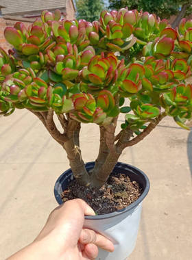 浓香型开花摇钱树吸财发财老桩盆栽多肉植物花卉招财防辐射