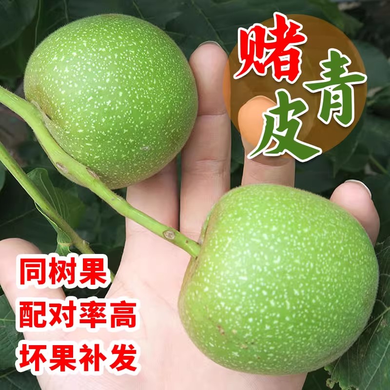 青皮文玩核桃带皮手盘核桃狮子头官帽白狮子四座楼蛤蟆头赌青皮