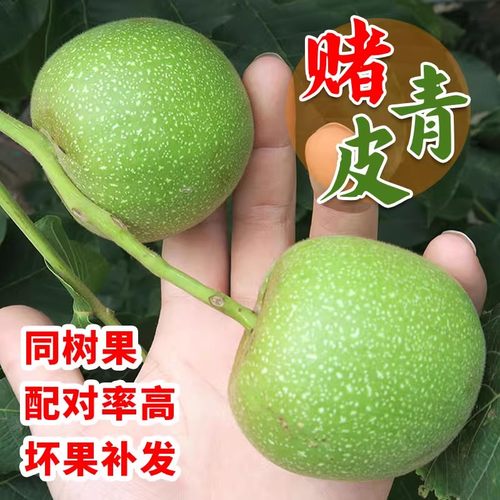 青皮文玩核桃带皮手盘核桃狮子头官帽白狮子四座楼蛤蟆头赌青皮