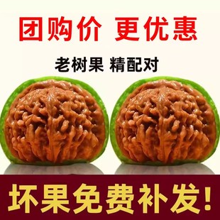 文玩核桃青皮核桃大官帽四座楼狮子头麒麟纹男开果盘玩手把件