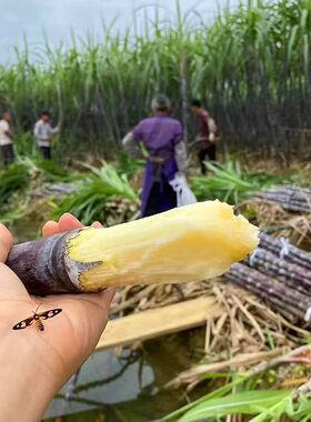 广西新鲜甘蔗百色田东那洋黑皮甘蔗脆甜多汁当季现摘现发包邮