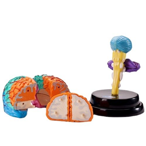 科学玩具大人体器官模型可拆分大脑拼装认知模型