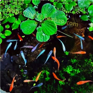 精品观背青鱂鱼好养活 不打氧冷水鱼小型鱼观赏鱼 青鱂鱼星光鱼卵