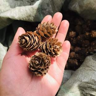 包邮松球本地松油松马尾松果干花包拍摄道具圣诞树diy装饰摆件