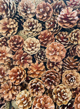 包邮100个松果装饰手工制作松果松球圣诞松果干花拍摄道具diy材料