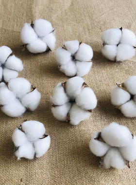 棉花头干花白色棉花天然棉花 手工干花永生花 文艺复古装饰干花枝