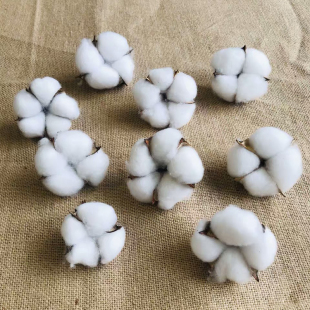 棉花头干花白色棉花天然棉花 手工干花永生花 文艺复古装饰干花枝