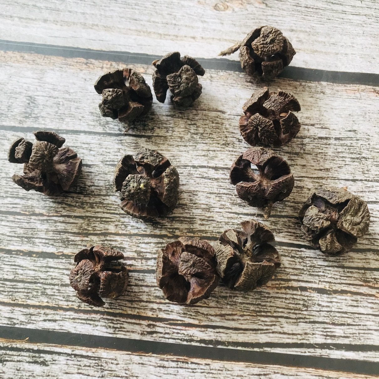 包邮足球果天然干果展示柜装饰干花包手工DIY素材拍摄配件道具