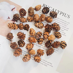 天然小松花迷你落叶松配饰小个松果圣诞装饰手工DIY环创拍摄道具