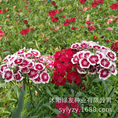 欧石竹花种花籽五彩石竹花籽盆栽美国石竹欧石竹草坪常夏石竹种子