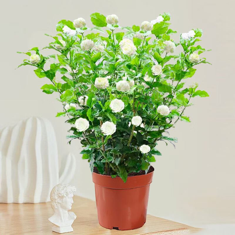 Tiger Head Jasmine Seedlings Potted Indoor Living Room Doub