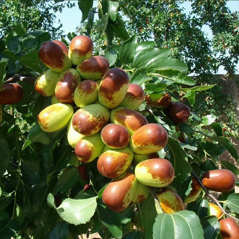Shandong courtyard planting of fruit trees, grafting of fru