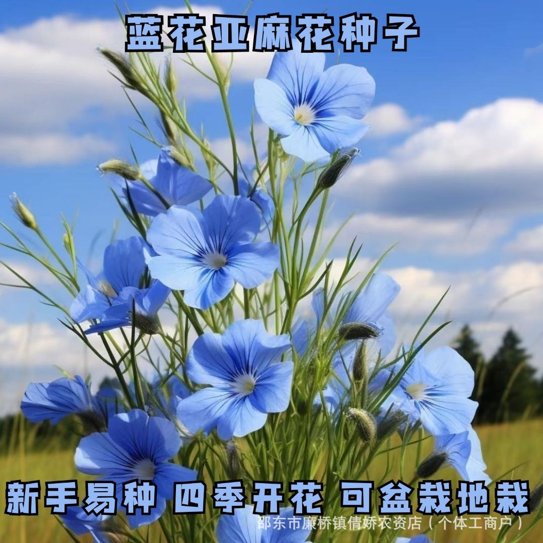 蓝花亚麻种子盆栽花卉种子阳台庭院花种子种子菜四季大全种子