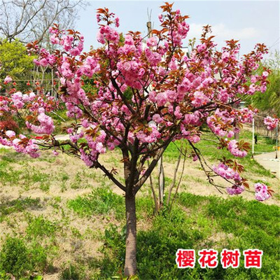 Japanese cherry blossom saplings, flowers dwarfing miniatur