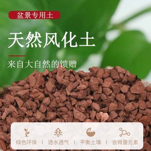 succulent bonsai flower pavement pine Weathered golden soil