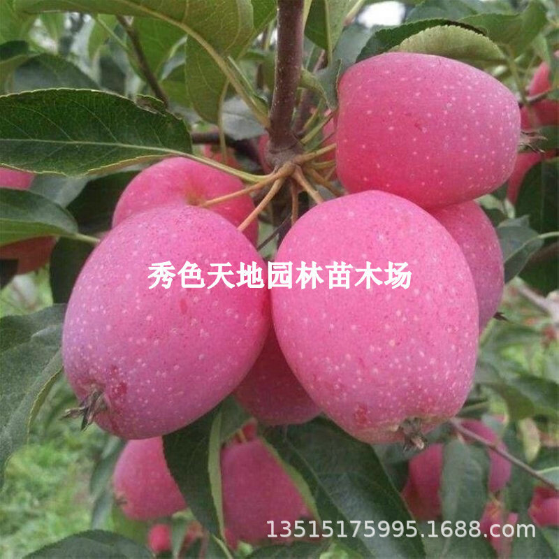New variety: Northeast cold resistant chicken heart fruit s
