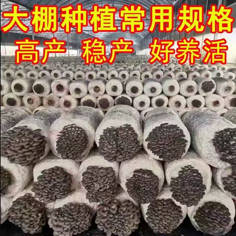 蘑菇种植包家庭种植食用菌棒菌包室内四季蘑菇可食用平菇菌种盆栽
