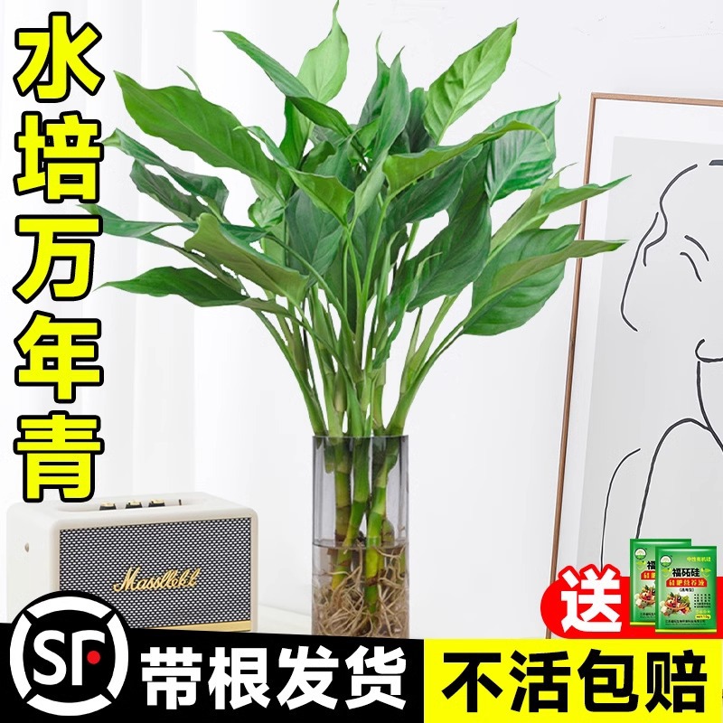 Hydroponic plant, large leaf, evergreen potted plant, indoo