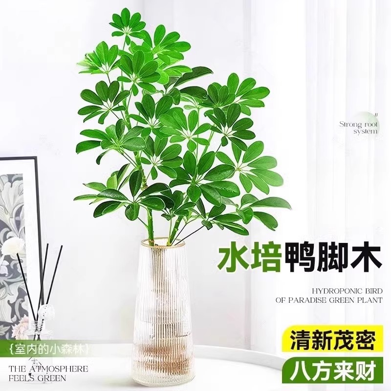 Hydroponic plants, duck footed wood potted plants, eight si