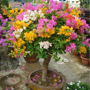 Bougainvillea with flowers, big seedlings in pots, constant