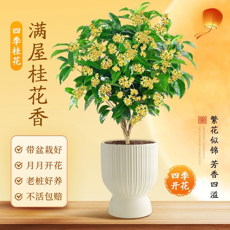 Osmanthus saplings, potted plants, all season flowering pla