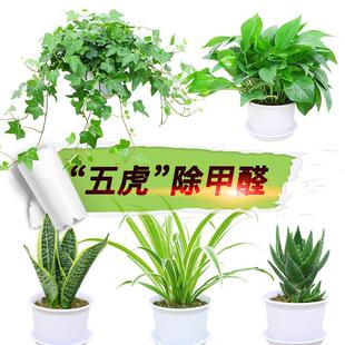 tiger skin indoor ivy potted hanging vera Green aloe