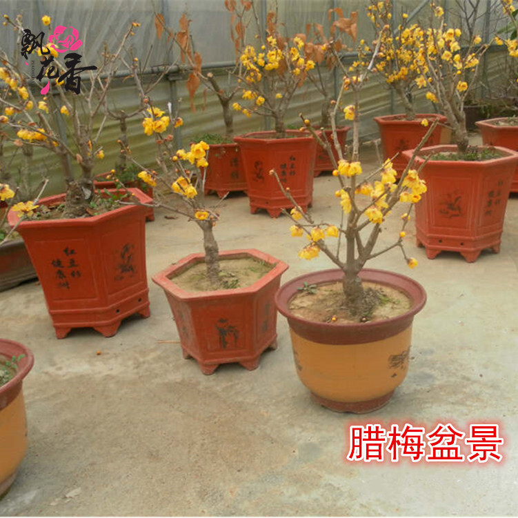 Plum saplings, plum bonsai, vegetarian heart, plum potted p