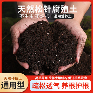 nutrient Pine soil humus decomposed needle