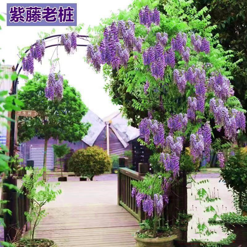 Wisteria seedlings, climbing vines, hanging jasmine, soarin