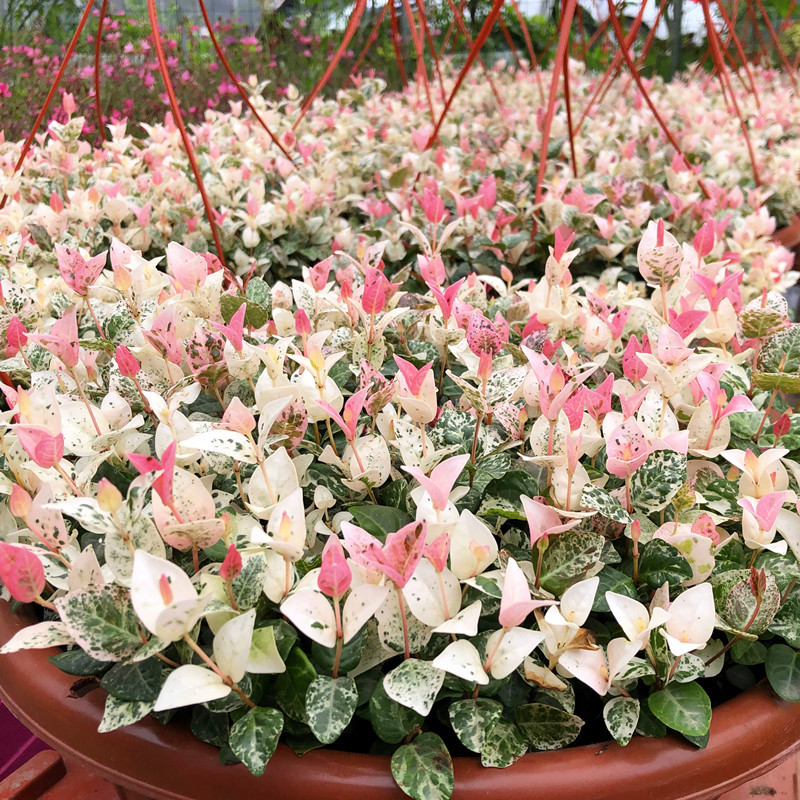 Flowers, leaves, rocks, seedlings, potted plants, seasonal