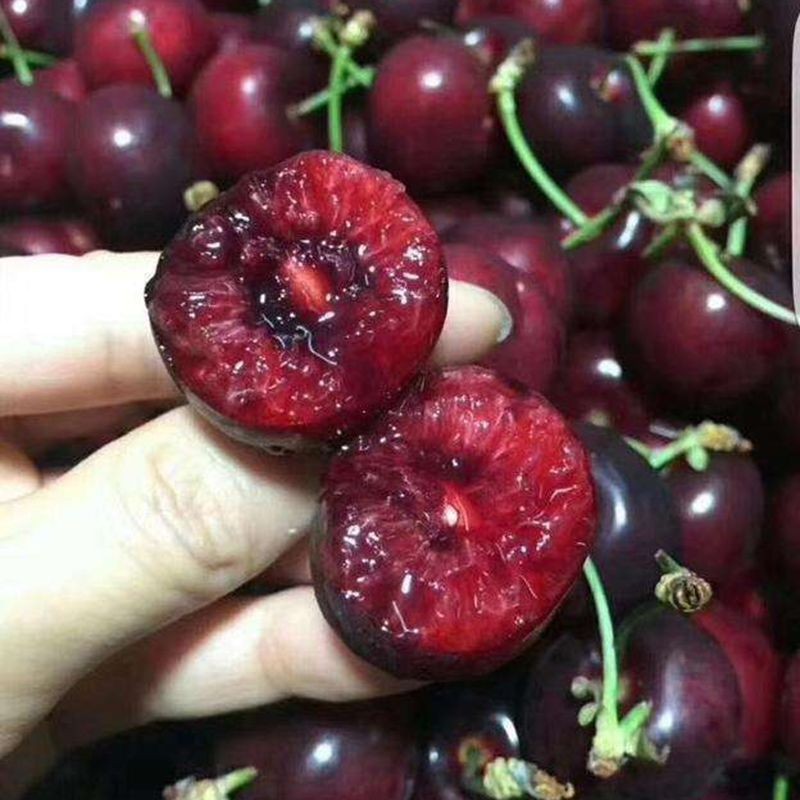 散装车厘子大樱桃种子山樱桃盆栽庭院地栽南北方种植樱桃树苗种籽